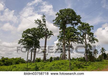 "Remaining vegetation of the primary rainforest in the east of the country, Kenema, Eastern Province, Sierra Leone, Africa" View Large Photo Image Stock Photo - "Remaining vegetation of the primary rainforest in the east of the country, Kenema, Eastern Province, Sierra Leone, Africa". Fotosearch