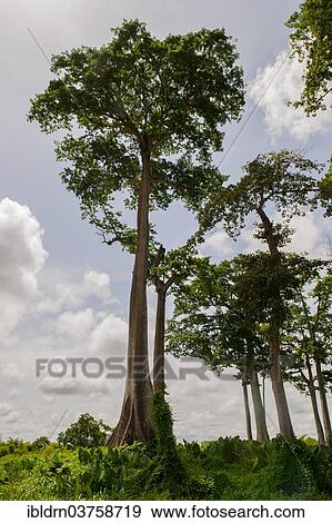 "Remaining vegetation of the primary rainforest in the east of the country, Kenema, Eastern Province, Sierra Leone, Africa" View Large Photo Image Stock Photo - "Remaining vegetation of the primary rainforest in the east of the country, Kenema, Eastern Province, Sierra Leone, Africa". Fotosearch
