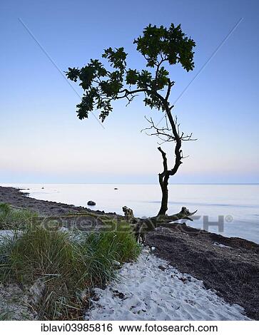"Remains a washed out oak tree on the south coast of Zealand after sunset, Faxe Bugt, Faxe Municipality, Zealand, Denmark, Europe" View Large Photo Image Stock Photograph - "Remains a washed out oak tree on the south coast of Zealand after sunset, Faxe Bugt, Faxe Municipality, Zealand, Denmark, Europe". Fotosearch