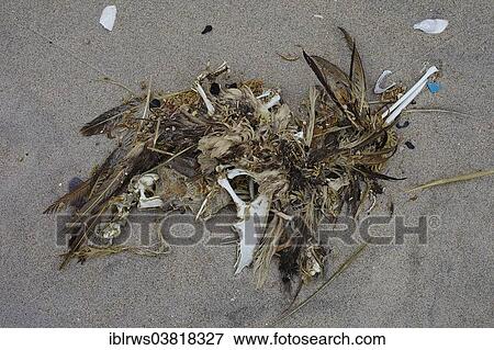 Stock Photo - "Remains of a bird on the beach, Pan de Azucar National Park, Chile, South America". Fotosearch