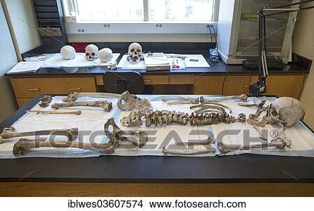 "Remains of unidentified migrants, Baylor University, Waco, Texas, United States, North America" View Large Photo Image Picture - "Remains of unidentified migrants, Baylor University, Waco, Texas, United States, North America". Fotosearch
