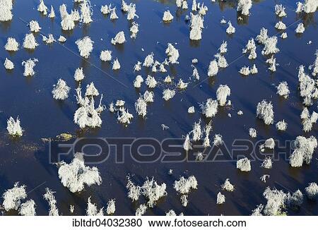 Stock Image - "Remnants of dead Mopane Trees (Colophospermum mopane) in a freshwater marsh, aerial view, Okavango Delta, Botswana, Africa". Fotosearch