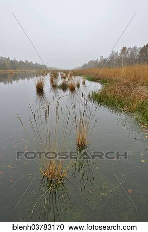 "Renatured highmoor, Emsland, Lower Saxony, Germany, Europe" View Large Photo Image Stock Image - "Renatured highmoor, Emsland, Lower Saxony, Germany, Europe". Fotosearch