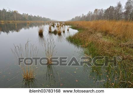 "Renatured highmoor, Emsland, Lower Saxony, Germany, Europe" View Large Photo Image Stock Photo - "Renatured highmoor, Emsland, Lower Saxony, Germany, Europe". Fotosearch
