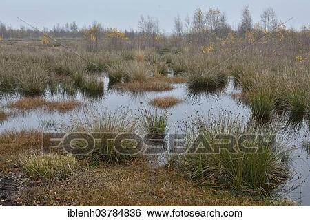"Renatured highmoor, Emsland, Lower Saxony, Germany, Europe" View Large Photo Image Stock Photograph - "Renatured highmoor, Emsland, Lower Saxony, Germany, Europe". Fotosearch