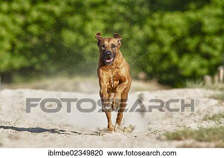 "Rennender dog, Rhodesian Ridgeback, in the Doeberitz Heath, Havelland, Brandenburg, Brandenburg, Germany, Europe" View Large Photo Image Stock Image - "Rennender dog, Rhodesian Ridgeback, in the Doeberitz Heath, Havelland, Brandenburg, Brandenburg, Germany, Europe". Fotosearch