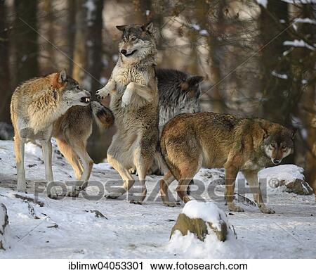 "Reproof, ranking, domination, Northwestern wolf (Canis lupus occidentalis) in the snow, captive, Baden-Wurttemberg, Germany, Europe" View Large Photo Image Stock Image - "Reproof, ranking, domination, Northwestern wolf (Canis lupus occidentalis) in the snow, captive, Baden-Wurttemberg, Germany, Europe". Fotosearch