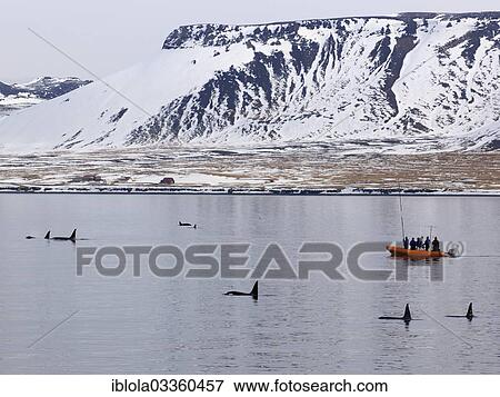"Research boat with Killer Whales or Orcas (Orcinus orca) off the coast of Grundarfjoerdur, Grundarfjorour, Vesturland, Iceland, Europe" View Large Photo Image Stock Photo - "Research boat with Killer Whales or Orcas (Orcinus orca) off the coast of Grundarfjoerdur, Grundarfjorour, Vesturland, Iceland, Europe". Fotosearch