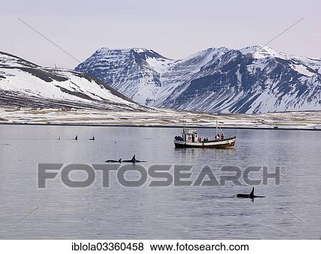Stock Photo - "Research boat with Killer Whales or Orcas (Orcinus orca) off the coast of Grundarfjoerdur, Grundarfjorour, Vesturland, Iceland, Europe". Fotosearch
