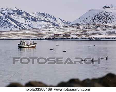 Stock Photo - "Research boat with Killer Whales or Orcas (Orcinus orca) off the coast of Grundarfjoerdur, Grundarfjorour, Vesturland, Iceland, Europe". Fotosearch