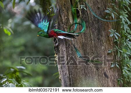 Stock Image - "Resplendent quetzal (Pharomachrus mocinno), male in flight, El Triunfo Biosphere Reserve, Chiapas, Mexico, North America". Fotosearch