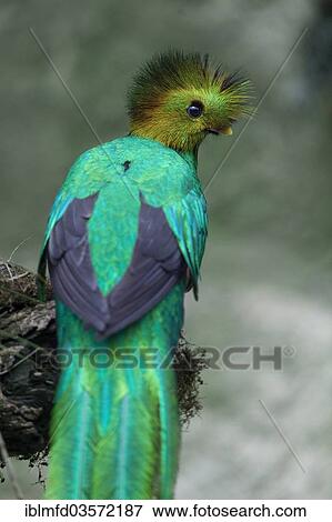 "Resplendent quetzal (Pharomachrus mocinno), male, El Triunfo Biosphere Reserve, Chiapas, Mexico, North America" View Large Photo Image Stock Photo - "Resplendent quetzal (Pharomachrus mocinno), male, El Triunfo Biosphere Reserve, Chiapas, Mexico, North America". Fotosearch