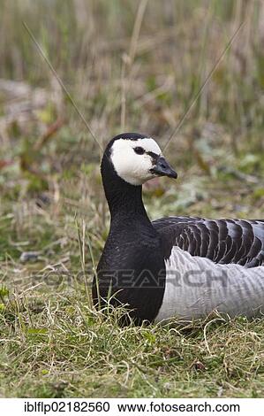 "Resting Barnacle Goose (Branta leucopsis) at Minsmere, Suffolk, England, United Kingdom, Europe" View Large Photo Image Stock Image - "Resting Barnacle Goose (Branta leucopsis) at Minsmere, Suffolk, England, United Kingdom, Europe". Fotosearch