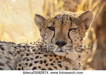 "Resting Cheetah (Acinonyx jubatus), squinting with one eye, backlight, Namibia, Africa" View Large Photo Image Picture - "Resting Cheetah (Acinonyx jubatus), squinting with one eye, backlight, Namibia, Africa". Fotosearch