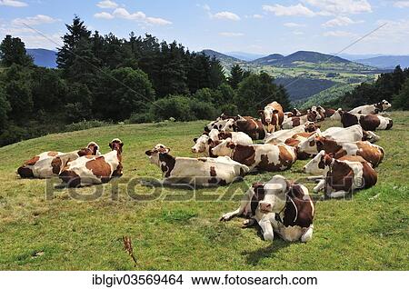 "Resting cows on a pasture, near Vorey, Haute-Loire department, Auvergne, France, Europe" View Large Photo Image Picture - "Resting cows on a pasture, near Vorey, Haute-Loire department, Auvergne, France, Europe". Fotosearch