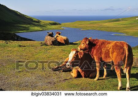 "Resting cows with a calf at a vantage point, Neist Point, Ross, Skye and Lochaber, Isle of Skye, Scotland, United Kingdom, Europe" View Large Photo Image Stock Image - "Resting cows with a calf at a vantage point, Neist Point, Ross, Skye and Lochaber, Isle of Skye, Scotland, United Kingdom, Europe". Fotosearch