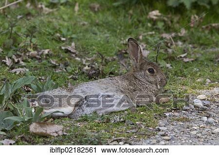 "Resting European rabbit or common rabbit (Oryctolagus cuniculus), Minsmere, Suffolk, England, United Kingdom, Europe" View Large Photo Image Stock Image - "Resting European rabbit or common rabbit (Oryctolagus cuniculus), Minsmere, Suffolk, England, United Kingdom, Europe". Fotosearch
