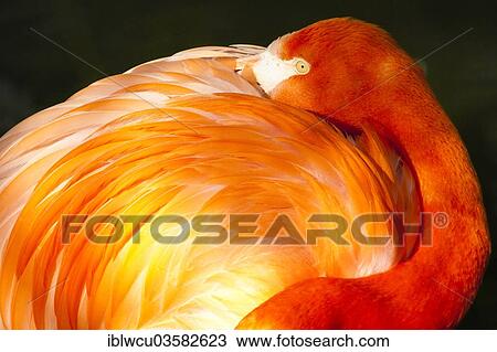 Stock Image - "Resting flamingo in the morning light, Hellabrunn, Munich, Germany, Europe". Fotosearch
