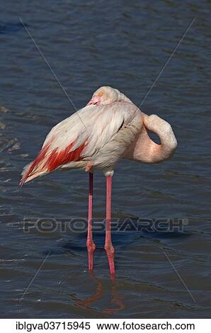 Stock Photography - "Resting Greater Flamingo (Phoenicopterus roseus) standing in water, Camargue, France, Europe". Fotosearch