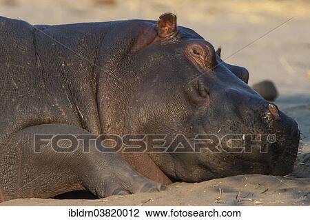 "Resting Hippopotamus (Hippopotamus amphibius), Mkuze Game Reserve, KwaZulu-Natal, South Africa, Africa" View Large Photo Image Stock Image - "Resting Hippopotamus (Hippopotamus amphibius), Mkuze Game Reserve, KwaZulu-Natal, South Africa, Africa". Fotosearch