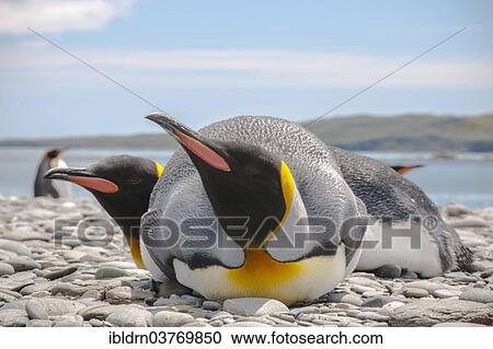 "Resting King Penguins (Aptenodytes patagonicus), Salisbury Plain, South Georgia and the South Sandwich Islands, British overseas territory, Antarctica" View Large Photo Image Stock Image - "Resting King Penguins (Aptenodytes patagonicus), Salisbury Plain, South Georgia and the South Sandwich Islands, British overseas territory, Antarctica". Fotosearch