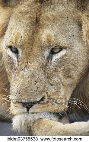 Stock Photo - "Resting Lion (Panthera leo), Chobe National Park, Savute, North-West District, Botswana, Africa". Fotosearch