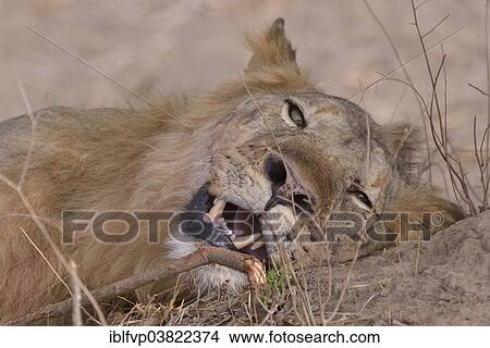 "Resting maned lion (Panthera leo), Nsefu sector, South Luangwa National Park, Zambia, Africa" View Large Photo Image Picture - "Resting maned lion (Panthera leo), Nsefu sector, South Luangwa National Park, Zambia, Africa". Fotosearch
