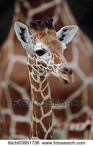 "Reticulated Giraffe (Giraffa camelopardalis reticulata), young animal, native to Africa, captive, Germany, Europe" View Large Photo Image Stock Photograph - "Reticulated Giraffe (Giraffa camelopardalis reticulata), young animal, native to Africa, captive, Germany, Europe". Fotosearch