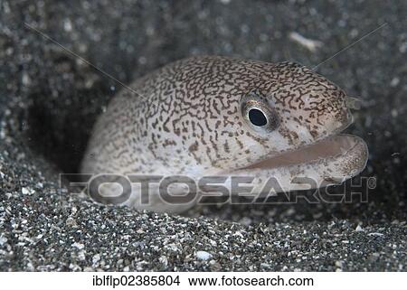 "Reticulated Moray Eel (Gymnothorax richardsonii), adult, close-up of head, emerging from hole, Batanta Island, Raja Ampat Islands, Four Kings, West Papua, New Guinea, Indonesia, Southeast Asia, Asia" View Large Photo Image Picture - "Reticulated Moray Eel (Gymnothorax richardsonii), adult, close-up of head, emerging from hole, Batanta Island, Raja Ampat Islands, Four Kings, West Papua, New Guinea, Indonesia, Southeast Asia, Asia". Fotosearch