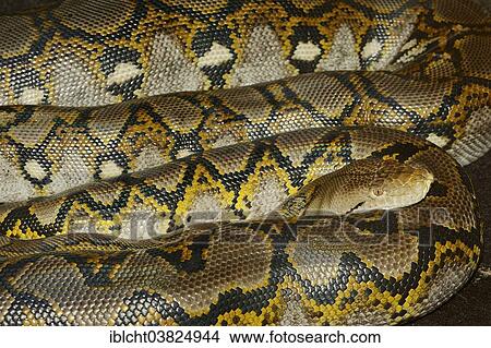 "Reticulated Python (Broghammerus reticulatus, Python reticulatus), native to Asia, captive" View Large Photo Image Picture - "Reticulated Python (Broghammerus reticulatus, Python reticulatus), native to Asia, captive". Fotosearch