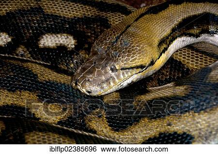 "Reticulated Python (Python reticulatus), adult, close-up of head, captive" View Large Photo Image Stock Photograph - "Reticulated Python (Python reticulatus), adult, close-up of head, captive". Fotosearch