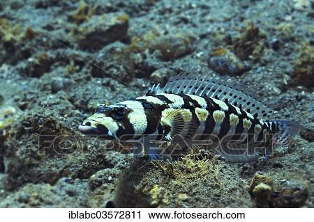 "Reticulated Sandperch (Parapercis tetracantha), Raja Ampat, West Papua, Indonesia, Asia" View Large Photo Image Stock Image - "Reticulated Sandperch (Parapercis tetracantha), Raja Ampat, West Papua, Indonesia, Asia". Fotosearch