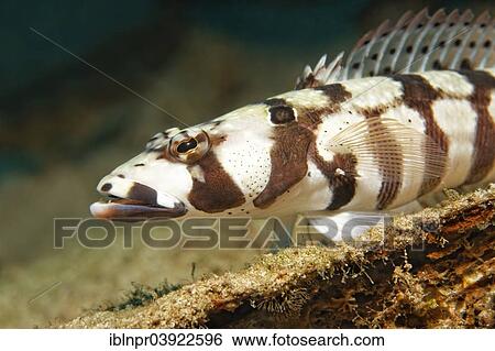 Stock Photograph - "Reticulated Sandperch (Parapercis tetracantha), Sabang Beach, Puerto Galera, Mindoro, Philippines, Asia". Fotosearch