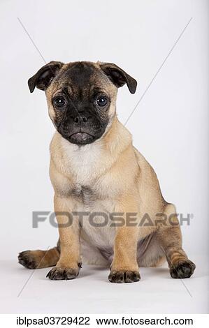 "Retro Pug puppy, Austria, Europe" View Large Photo Image Stock Image - "Retro Pug puppy, Austria, Europe". Fotosearch