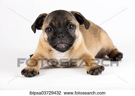 "Retro Pug puppy, Austria, Europe" View Large Photo Image Stock Image - "Retro Pug puppy, Austria, Europe". Fotosearch