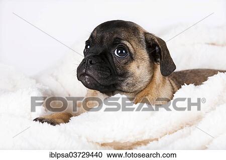 Stock Image - "Retro Pug puppy, Austria, Europe". Fotosearch