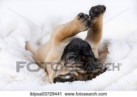 "Retro Pug puppy, Austria, Europe" View Large Photo Image Stock Image - "Retro Pug puppy, Austria, Europe". Fotosearch