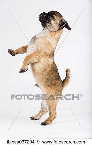 "Retro Pug puppy, Austria, Europe" View Large Photo Image Stock Photo - "Retro Pug puppy, Austria, Europe". Fotosearch