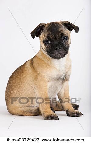"Retro Pug puppy, Austria, Europe" View Large Photo Image Stock Photo - "Retro Pug puppy, Austria, Europe". Fotosearch