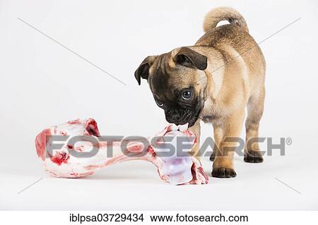 "Retro Pug puppy with a bone, Austria, Europe" View Large Photo Image Picture - "Retro Pug puppy with a bone, Austria, Europe". Fotosearch
