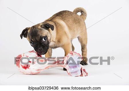 "Retro Pug puppy with a bone, Austria, Europe" View Large Photo Image Stock Photograph - "Retro Pug puppy with a bone, Austria, Europe". Fotosearch
