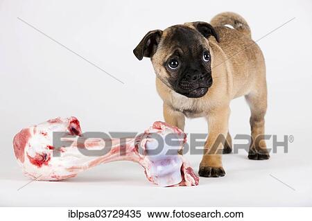 "Retro Pug puppy with a bone, Austria, Europe" View Large Photo Image Stock Photography - "Retro Pug puppy with a bone, Austria, Europe". Fotosearch