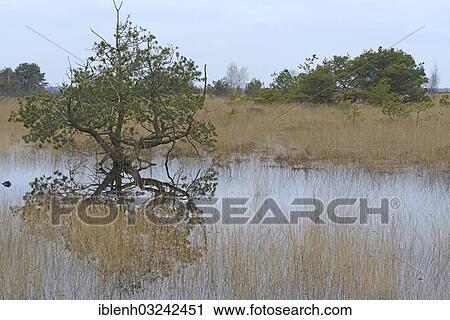 "Rewetted bog, Dalum, Emsland, Lower Saxony, Germany, Europe" View Large Photo Image Stock Image - "Rewetted bog, Dalum, Emsland, Lower Saxony, Germany, Europe". Fotosearch