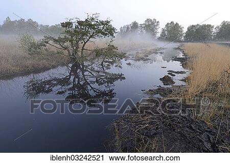 "Rewetted bog, Dalum, Emsland, Lower Saxony, Germany, Europe" View Large Photo Image Stock Image - "Rewetted bog, Dalum, Emsland, Lower Saxony, Germany, Europe". Fotosearch