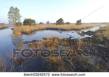 Stock Image - "Rewetted bog, Dalum, Emsland, Lower Saxony, Germany, Europe". Fotosearch