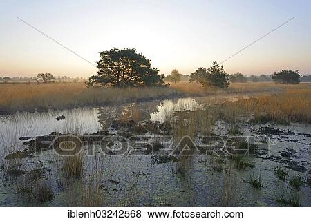 "Rewetted bog, Dalum, Emsland, Lower Saxony, Germany, Europe" View Large Photo Image Stock Photo - "Rewetted bog, Dalum, Emsland, Lower Saxony, Germany, Europe". Fotosearch