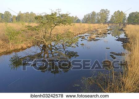 "Rewetted bog, Dalum, Emsland, Lower Saxony, Germany, Europe" View Large Photo Image Stock Photo - "Rewetted bog, Dalum, Emsland, Lower Saxony, Germany, Europe". Fotosearch