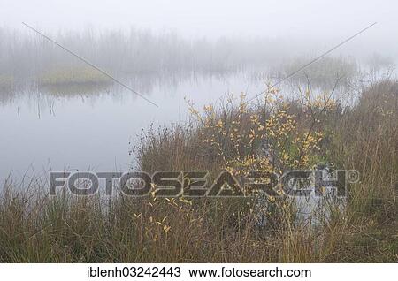 "Rewetted bog, Haren, Emsland, Lower Saxony, Germany, Europe" View Large Photo Image Stock Image - "Rewetted bog, Haren, Emsland, Lower Saxony, Germany, Europe". Fotosearch