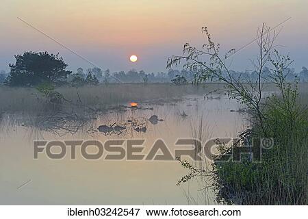 "Rewetted bog, sunrise, Dalum, Emsland, Lower Saxony, Germany, Europe" View Large Photo Image Stock Photo - "Rewetted bog, sunrise, Dalum, Emsland, Lower Saxony, Germany, Europe". Fotosearch