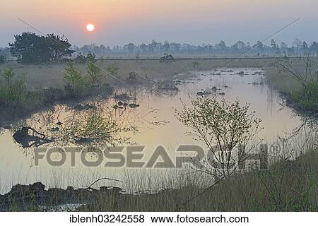 "Rewetted bog, sunrise, Dalum, Emsland, Lower Saxony, Germany, Europe" View Large Photo Image Stock Photo - "Rewetted bog, sunrise, Dalum, Emsland, Lower Saxony, Germany, Europe". Fotosearch